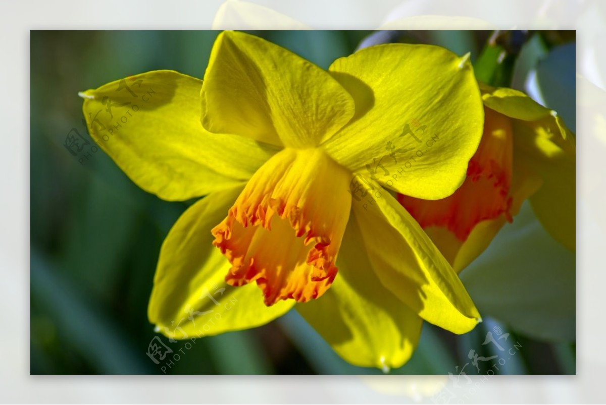 黄色的水仙花图片