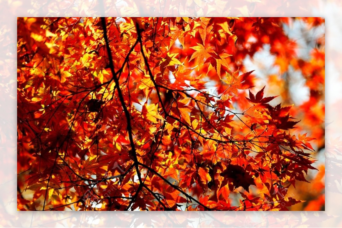 秋季红枫叶图片