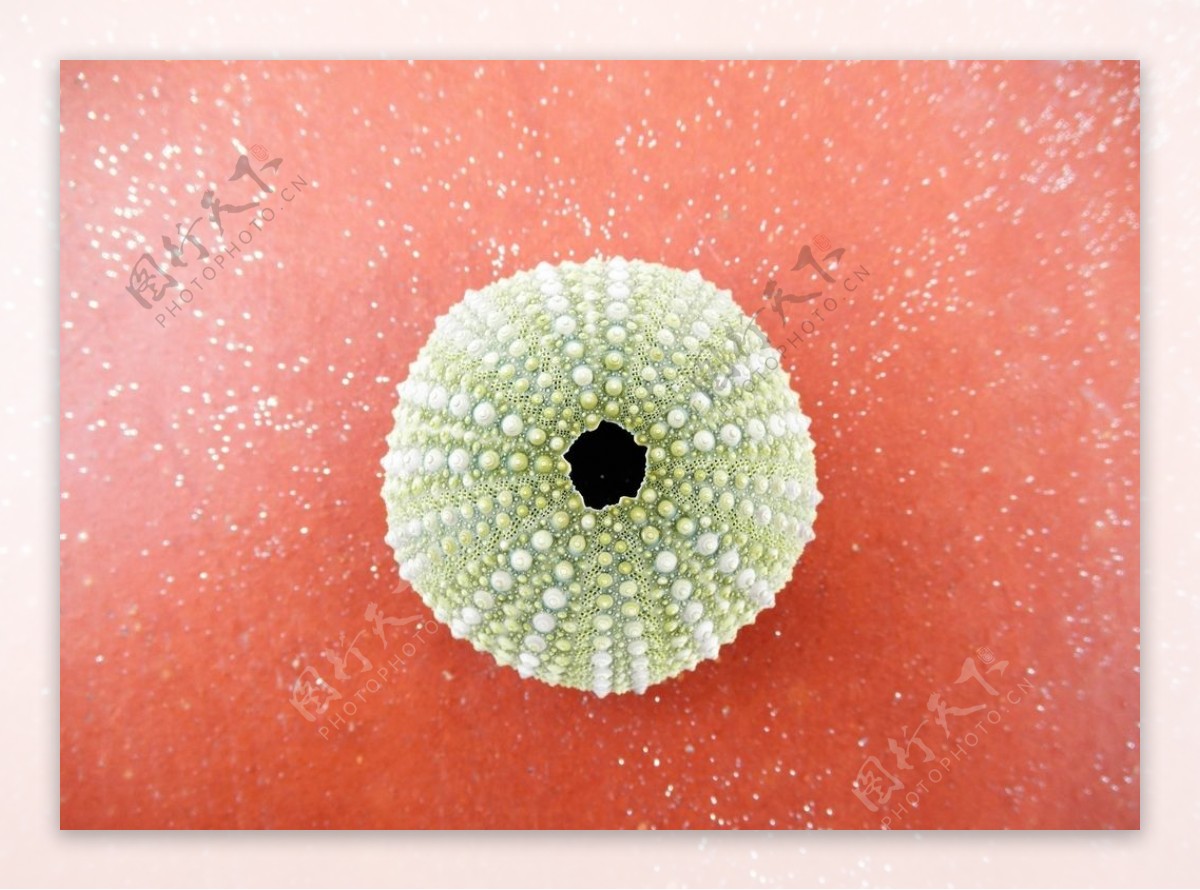 海胆壳图片