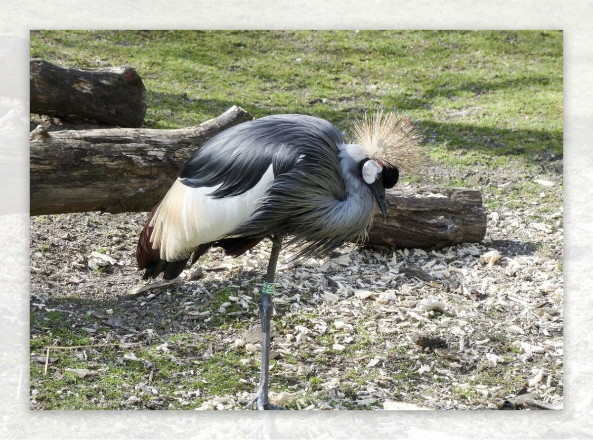 美丽的灰冠鹤图片