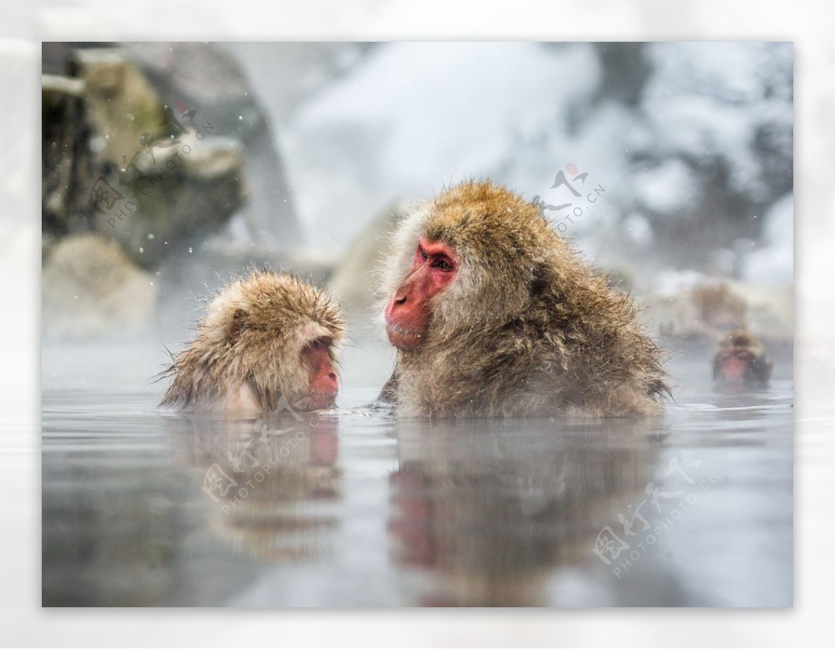 日本雪猴图片