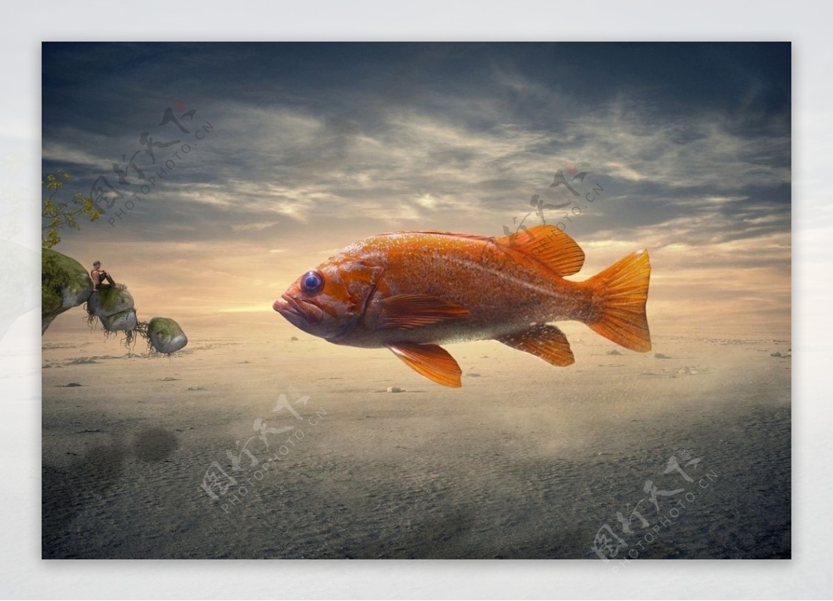 悬浮红鱼图片
