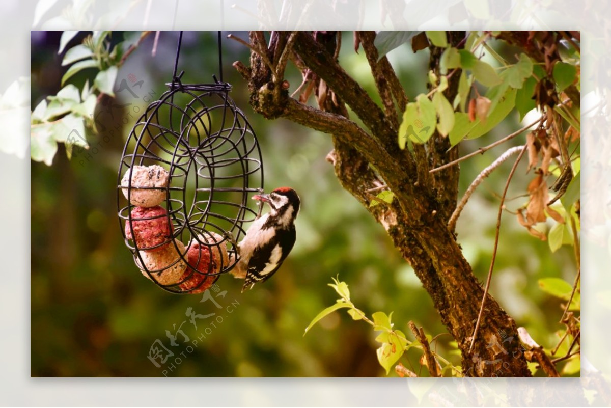 大斑啄木鸟图片
