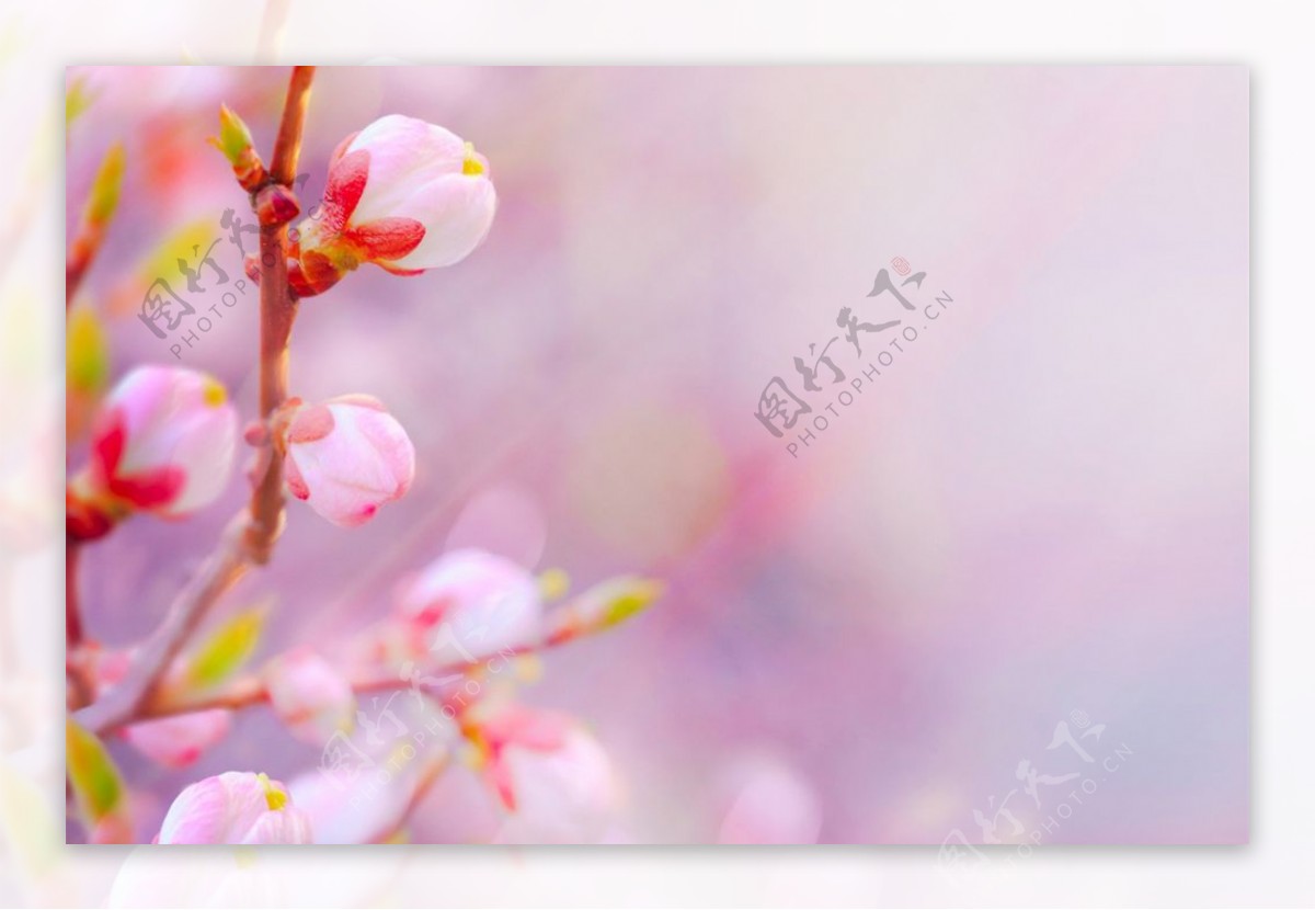 桃花花苞图片