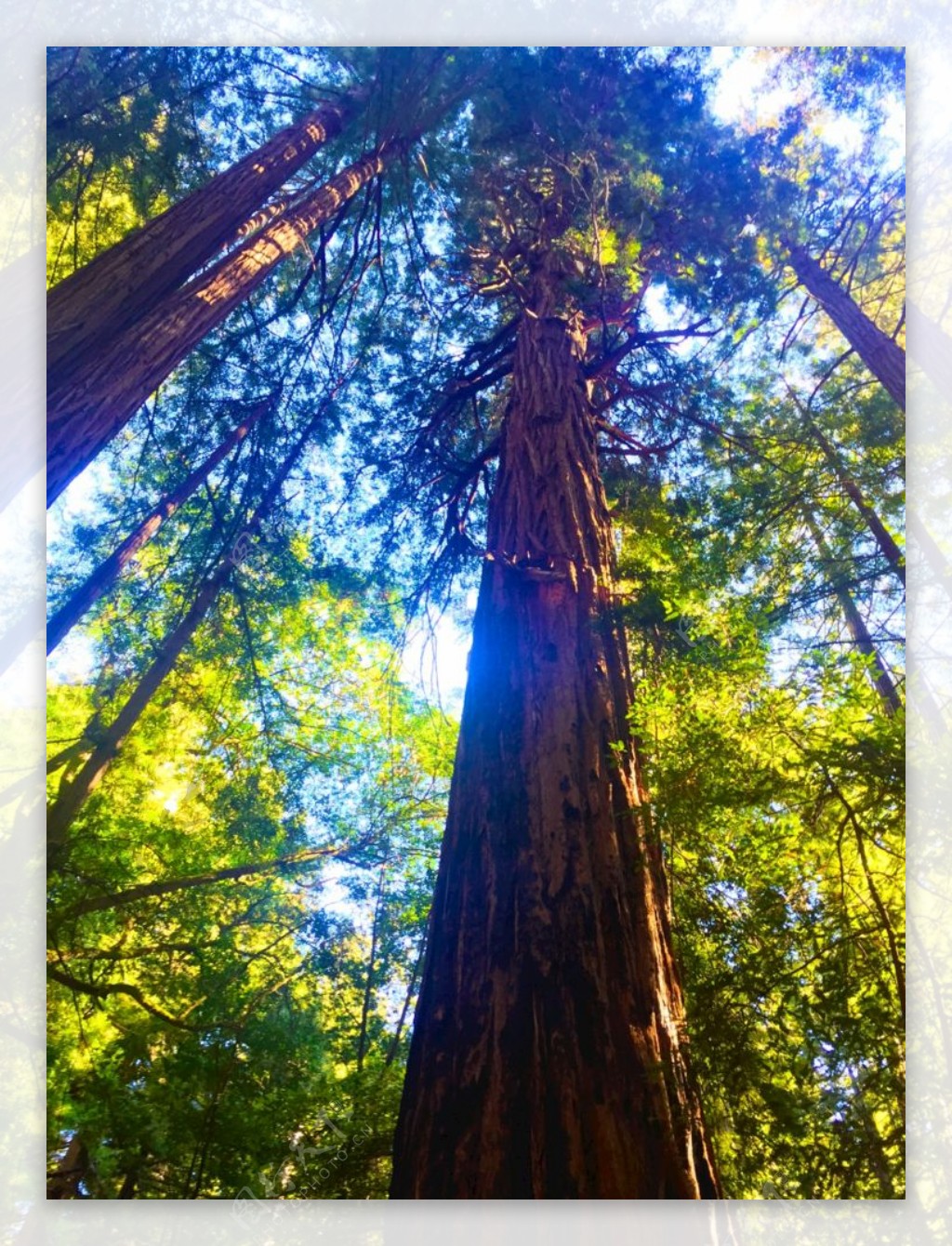 红杉树图片