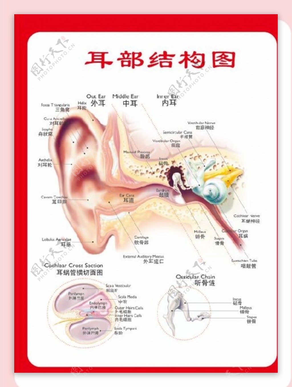 耳部结构图图片