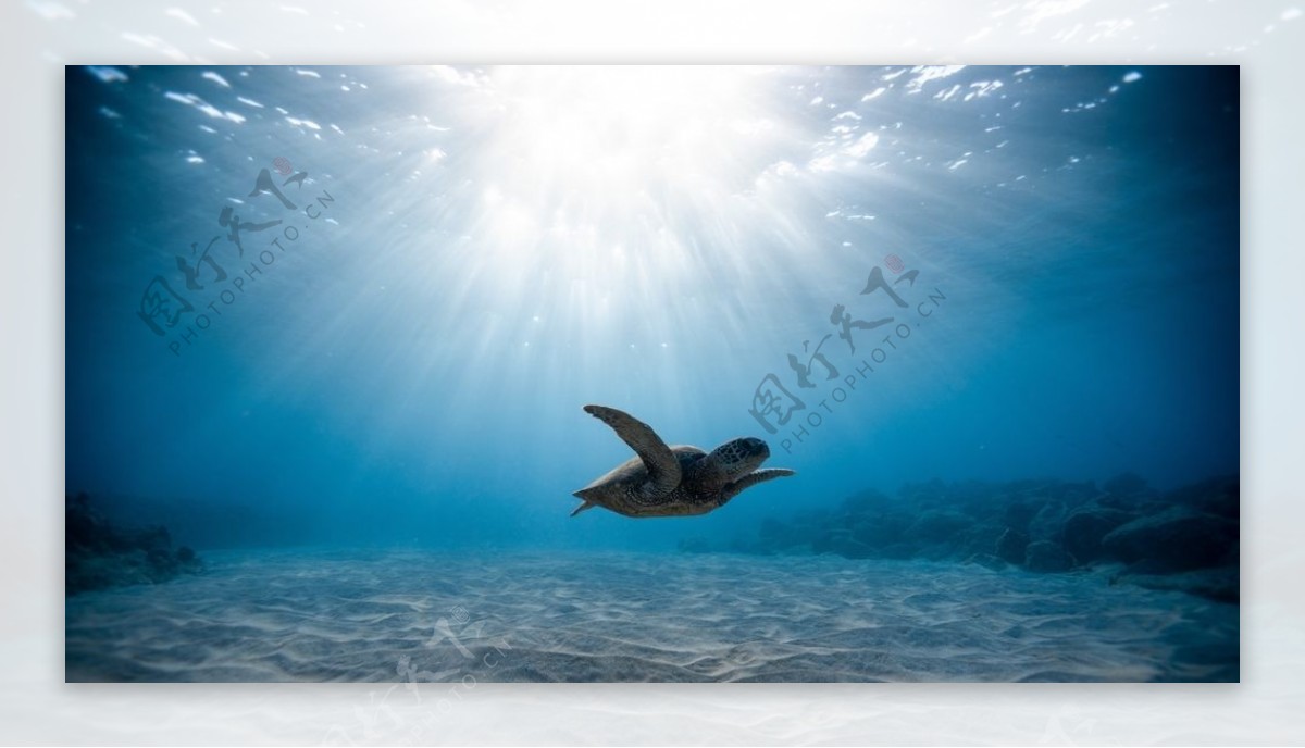 大海阳光海龟海底风景图片