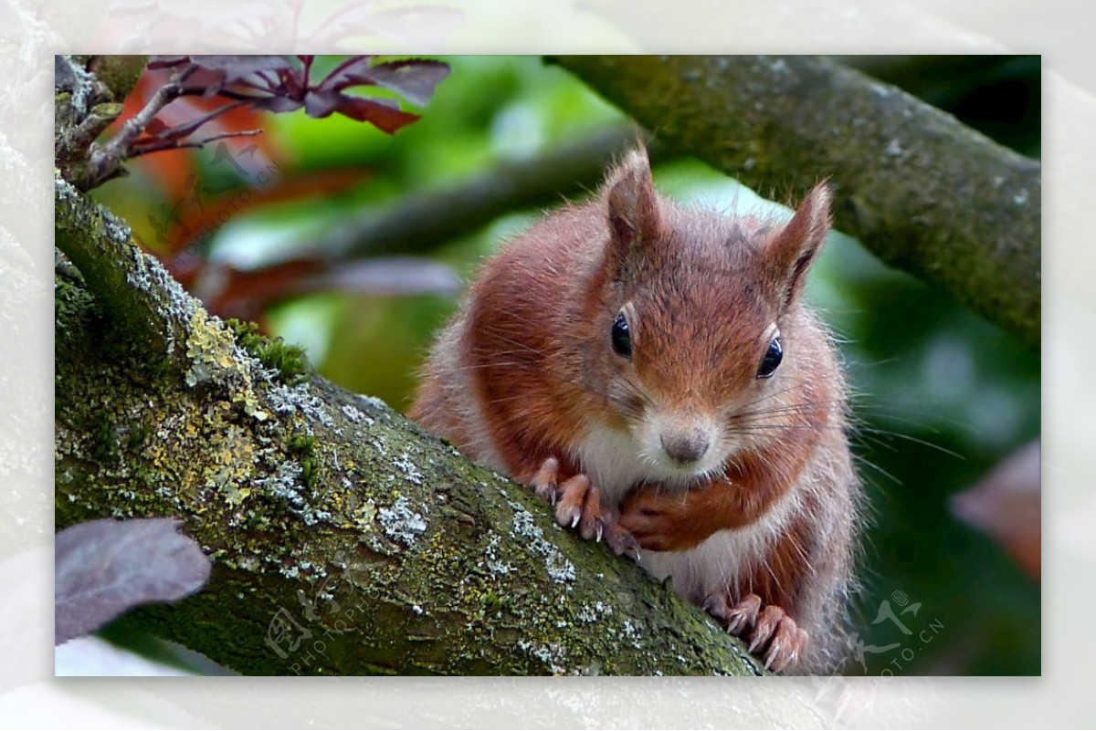 红褐色小松鼠图片