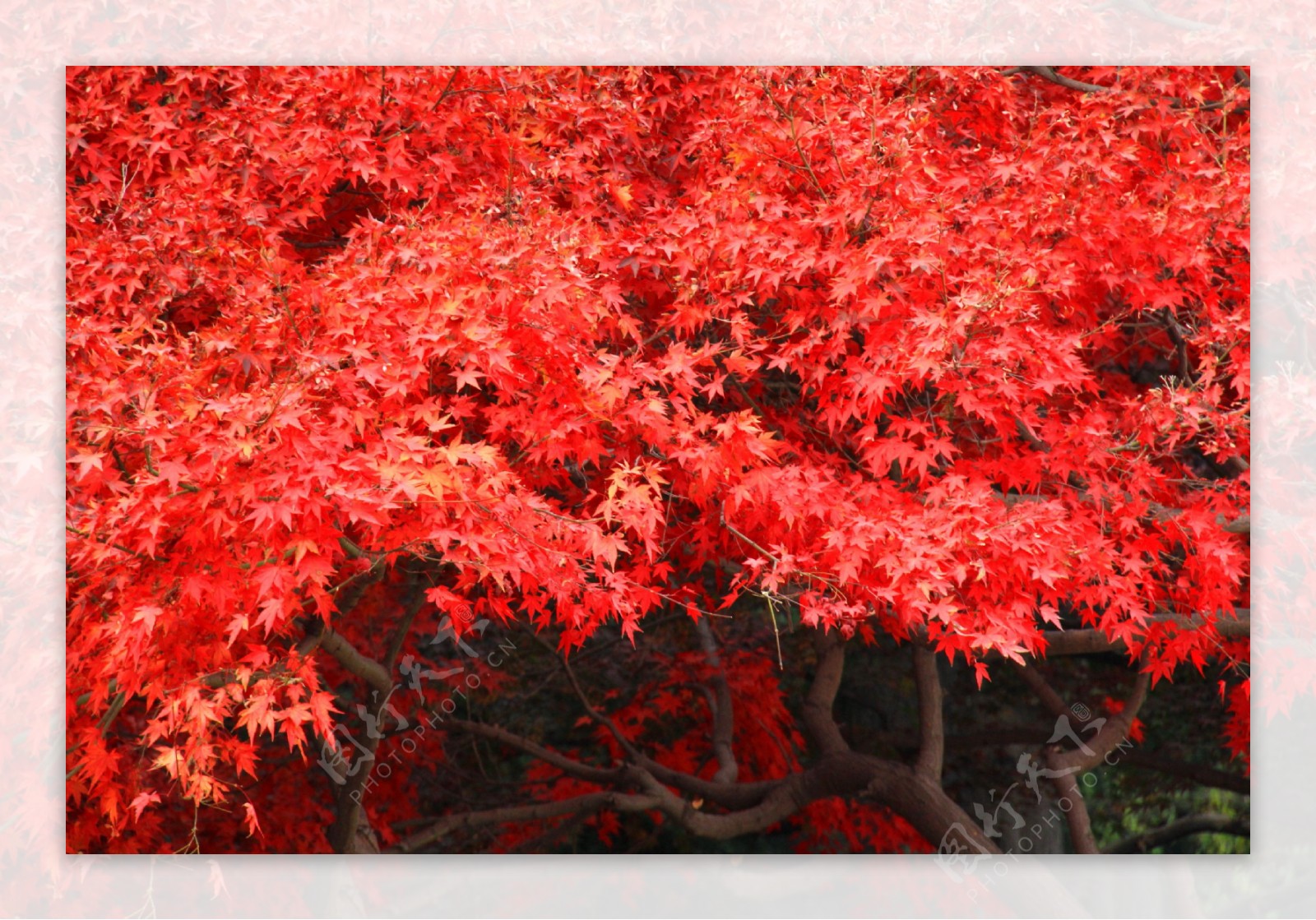 红枫树林枫叶秋季枫树图片