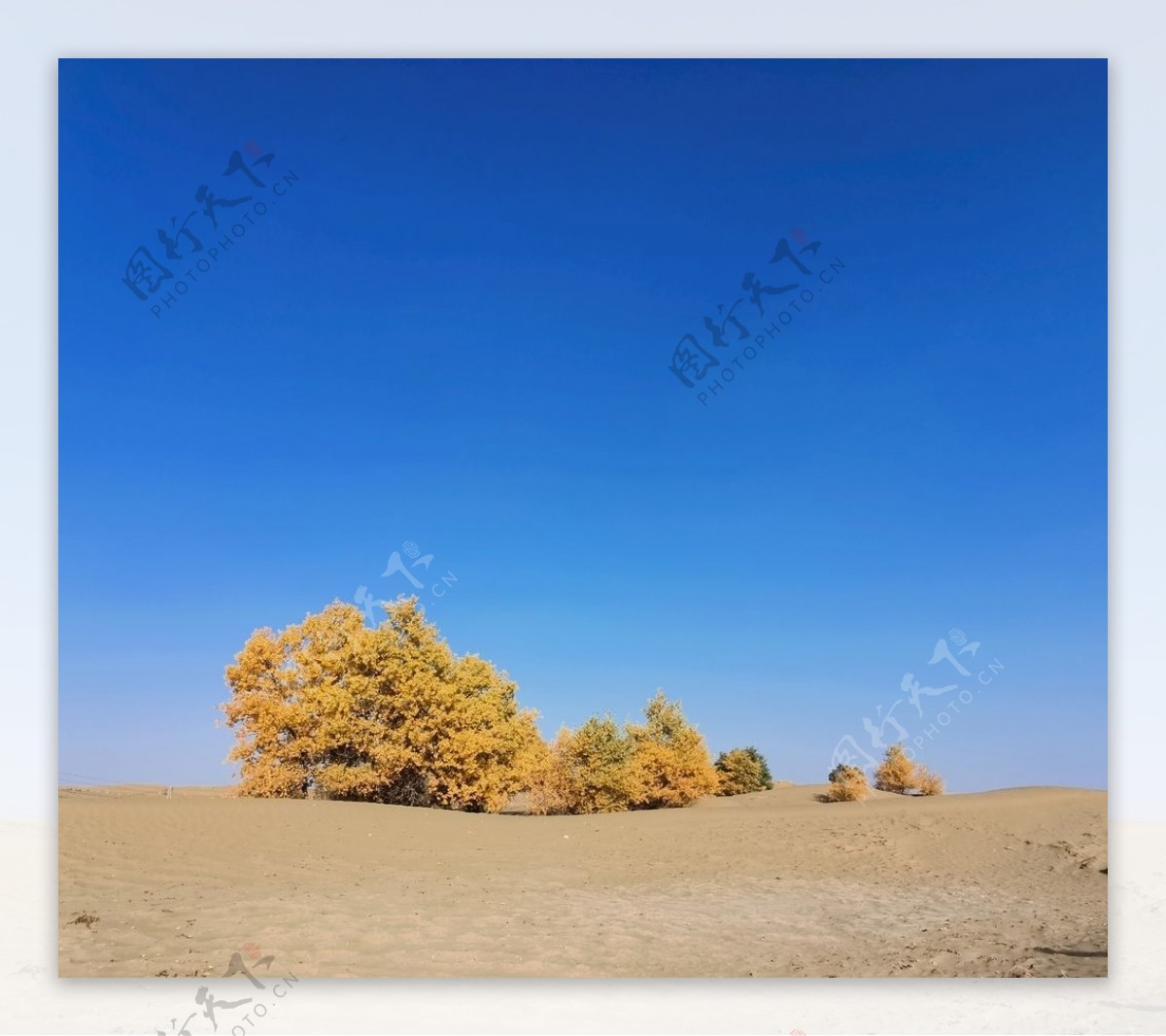 胡杨沙漠图片
