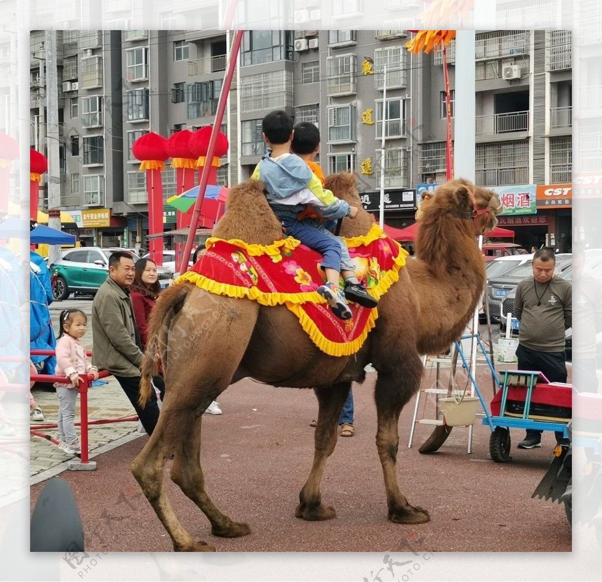 游客坐骆驼图片