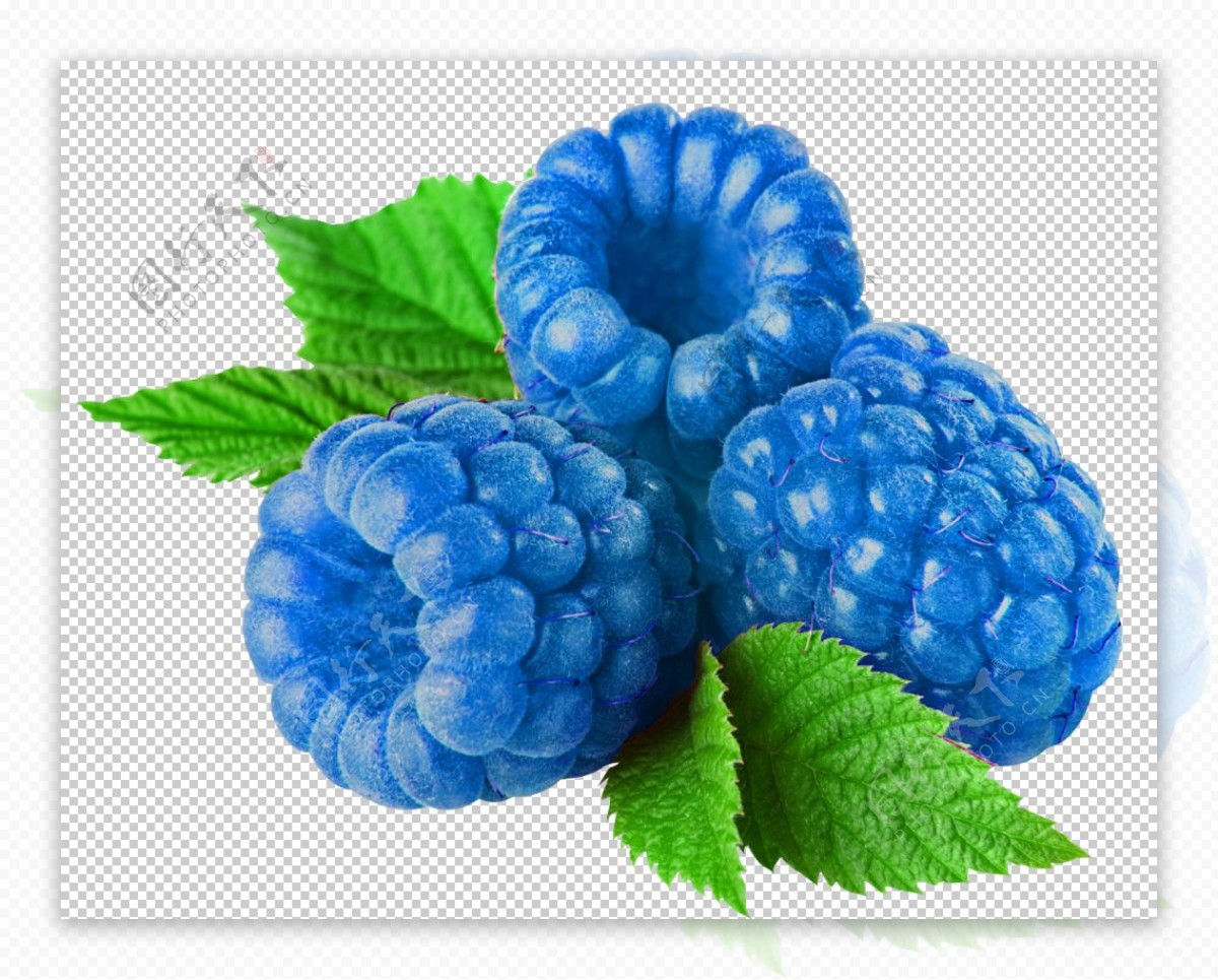 蓝树莓图片