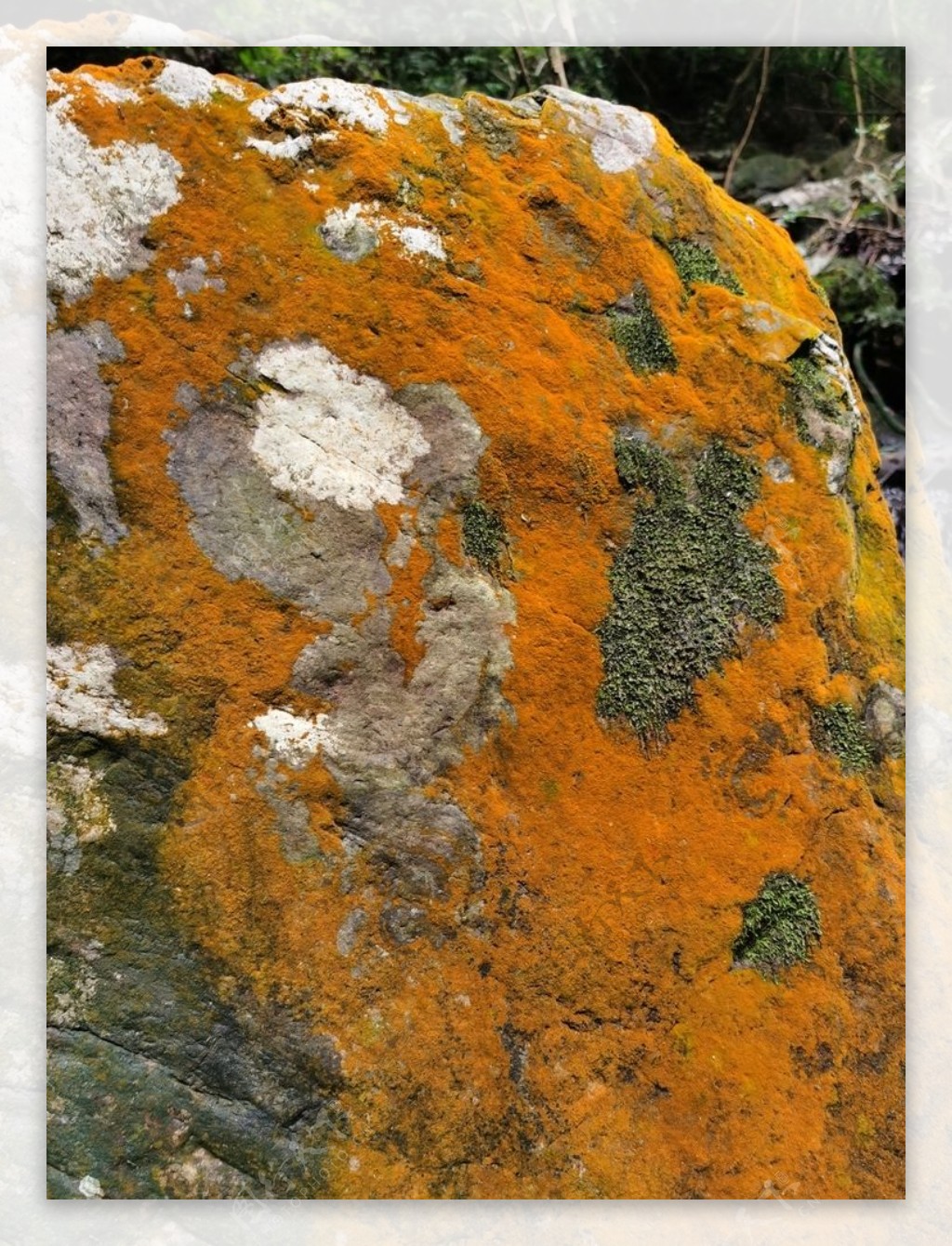 橙色苔藓图片