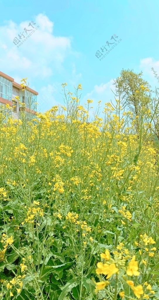 油菜花图片