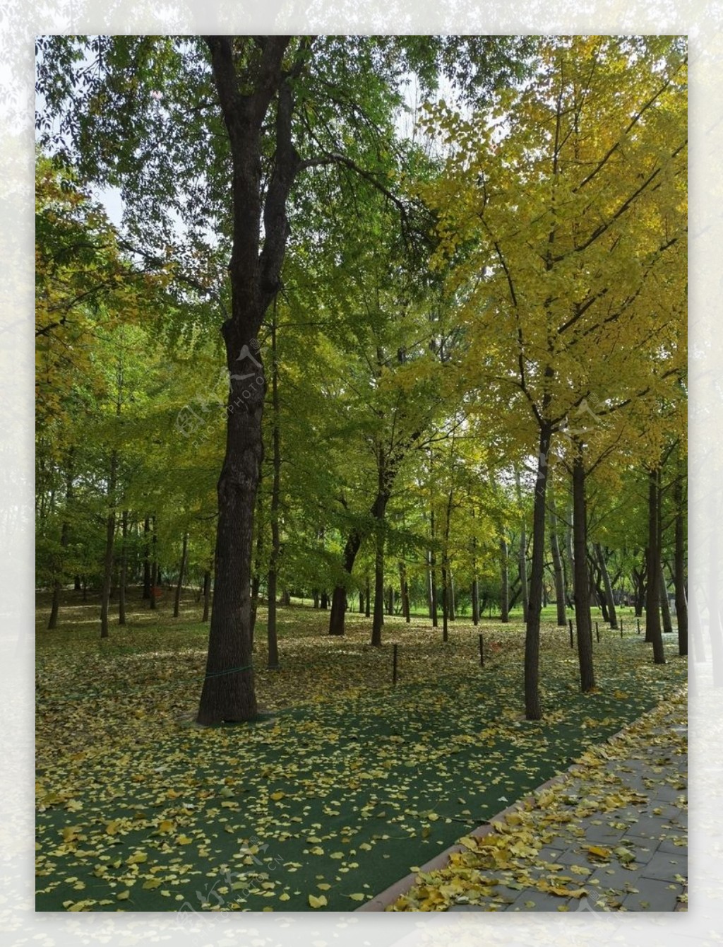 秋天枫树林树林图片