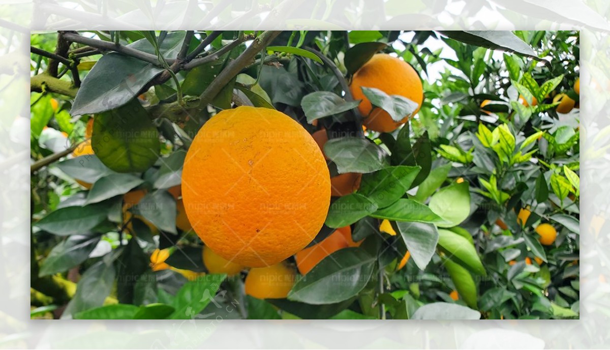 脐橙水果图片