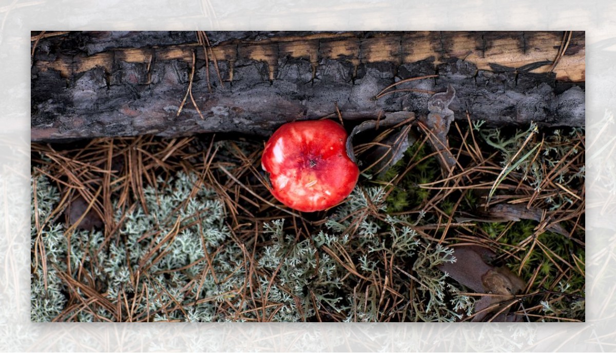 红色蘑菇草地植物背景图片