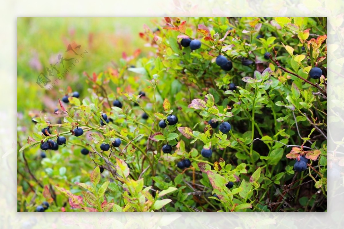 蓝莓图片