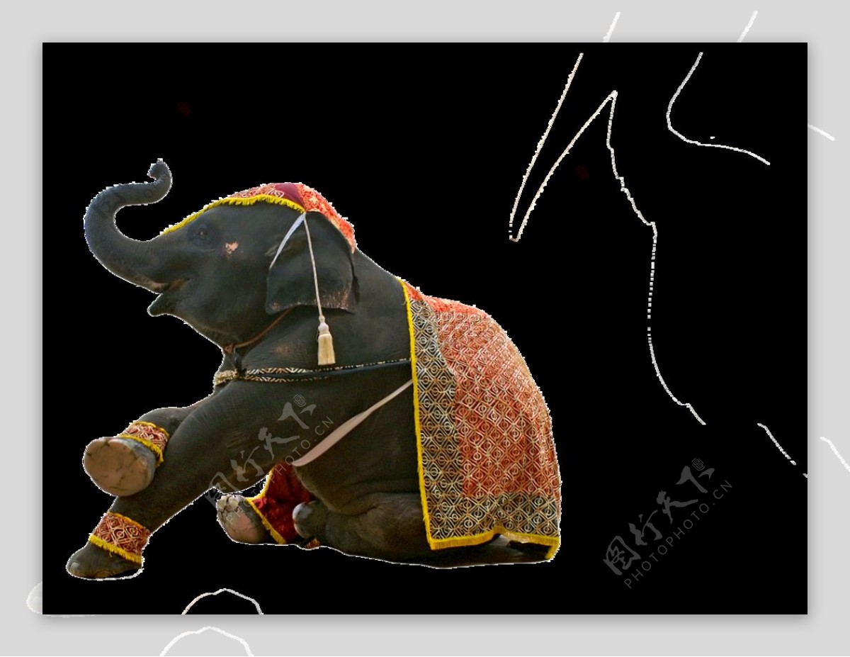 大象杂技图片