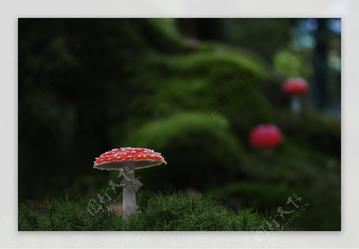 毒蘑菇图片