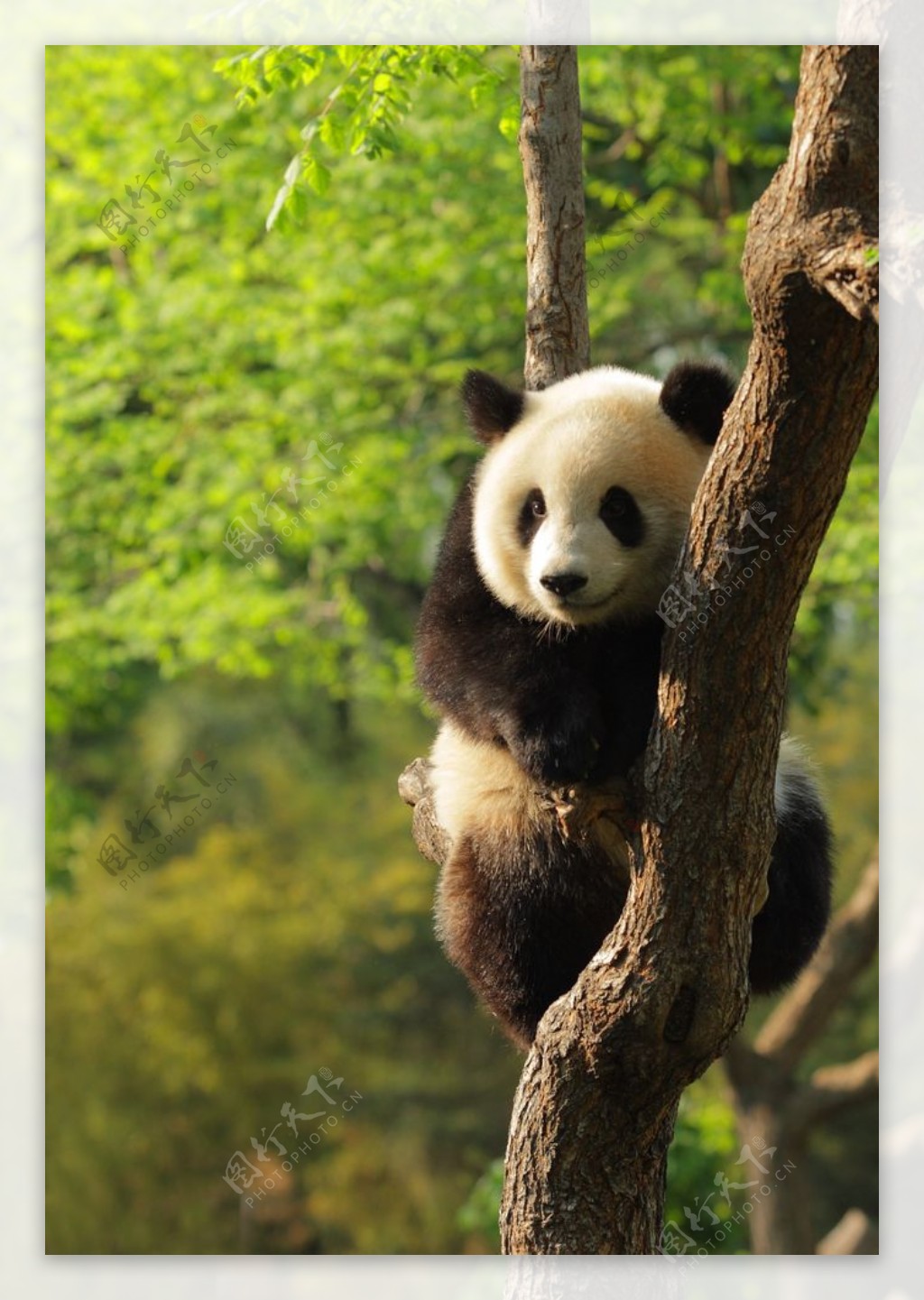 可爱大熊猫摄影图片