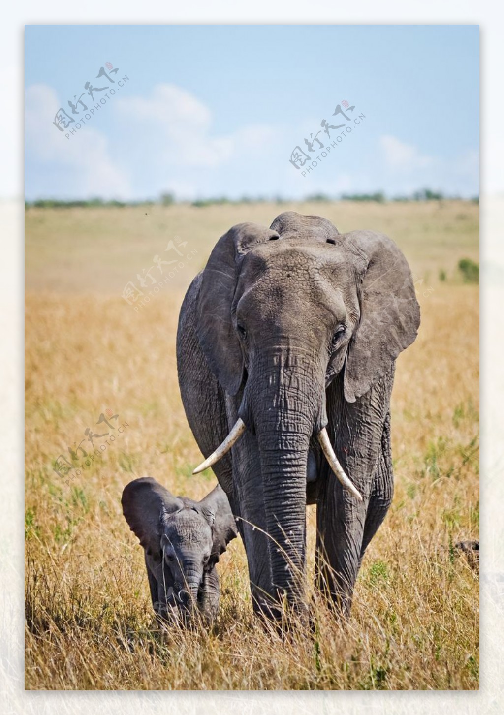 可爱的大象小象摄影图片