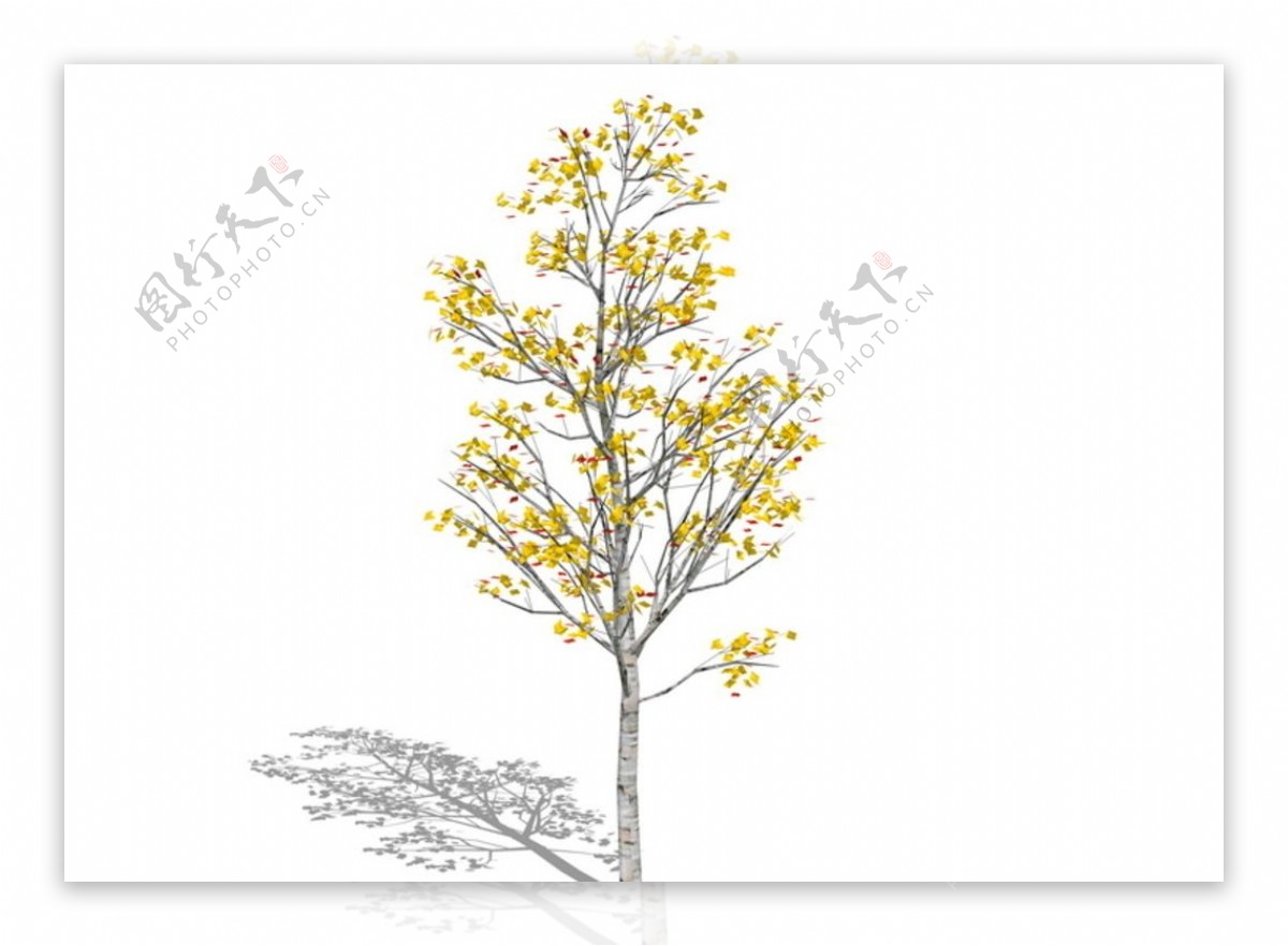 现代植物树银杏SU模型图片