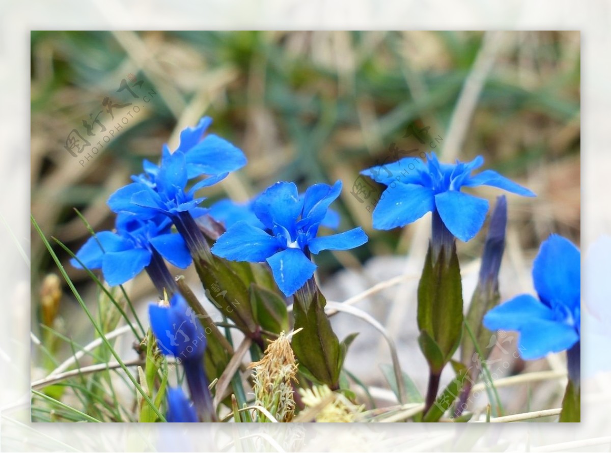 蓝玉簪龙胆-世界名花-图片