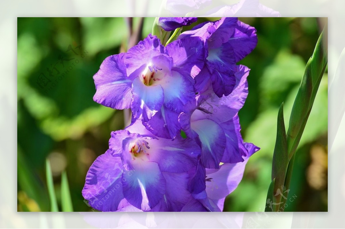 唐菖蒲鲜花图片