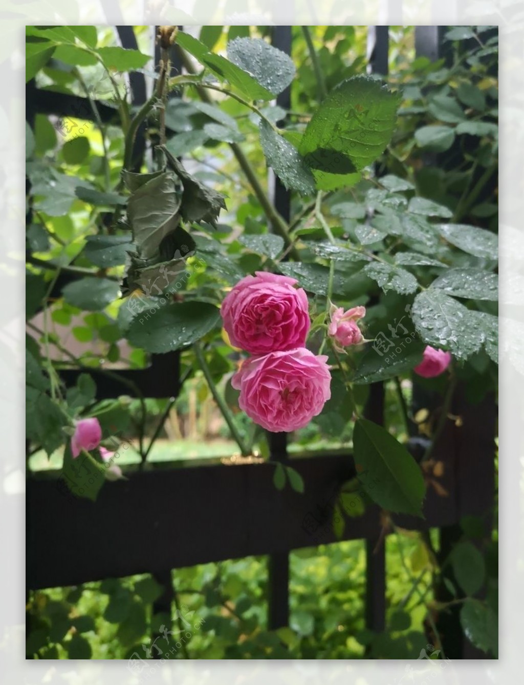 雨后蔷薇图片