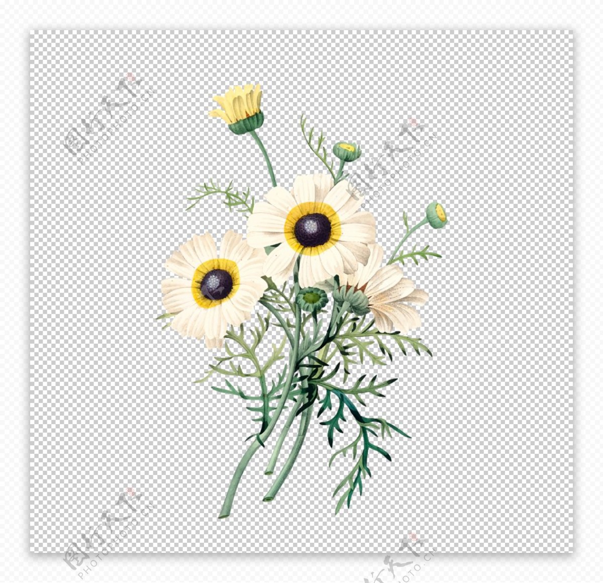 花卉插图图片