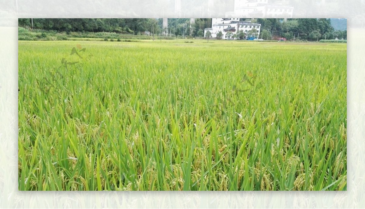 稻田风景图片
