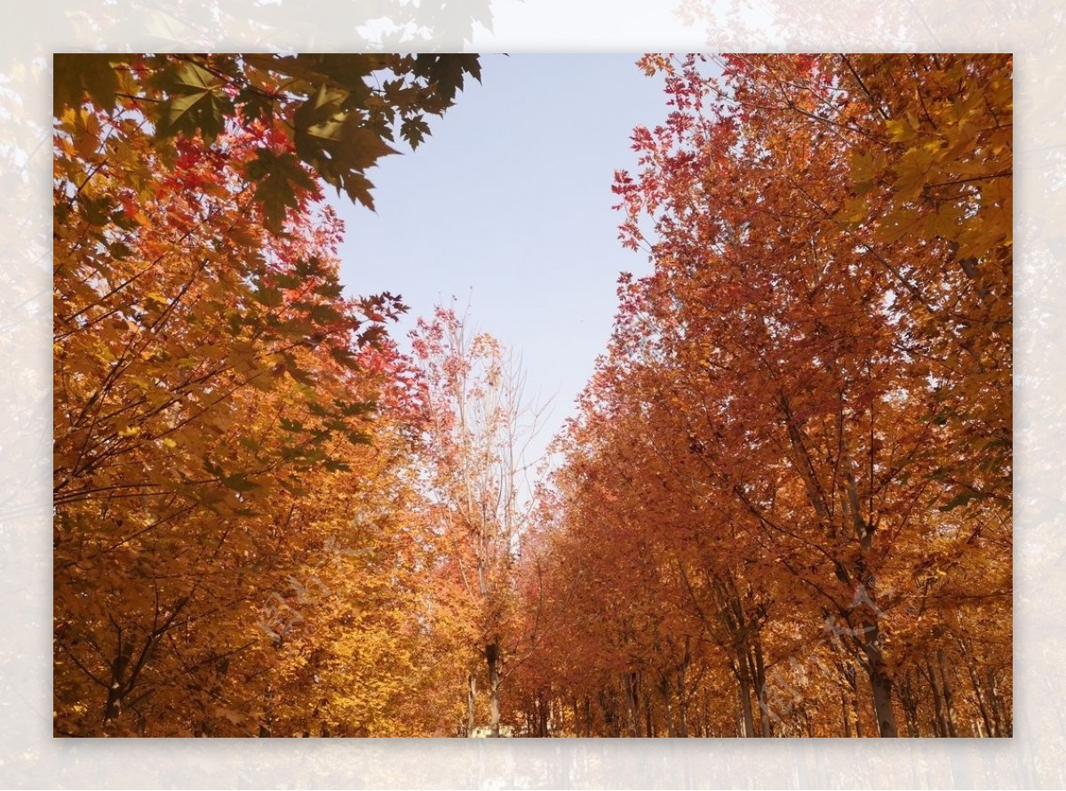秋日红枫图片