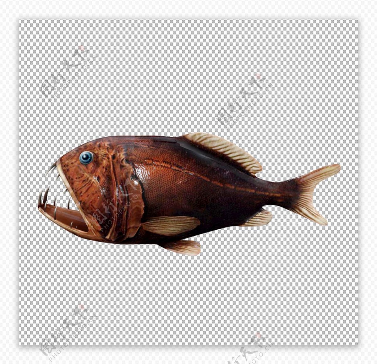 食人鱼图片