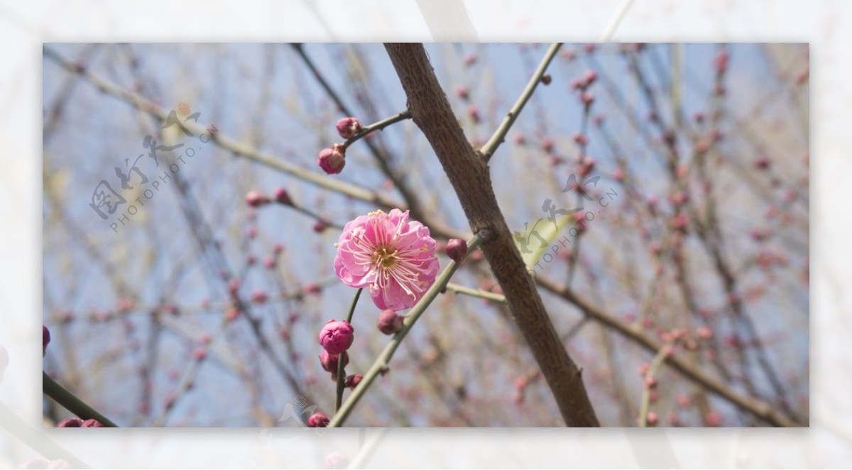 梅花摄影图片