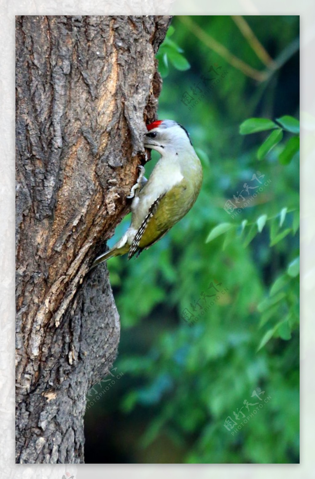 绿啄木鸟图片
