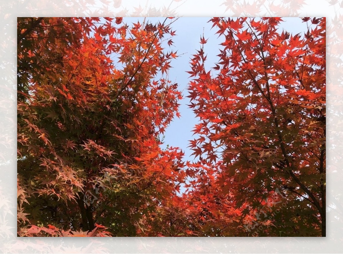 枫叶深秋树片片落叶图片