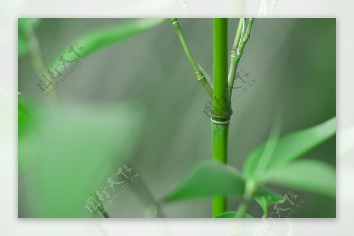 春天绿色清新竹子摄影图片