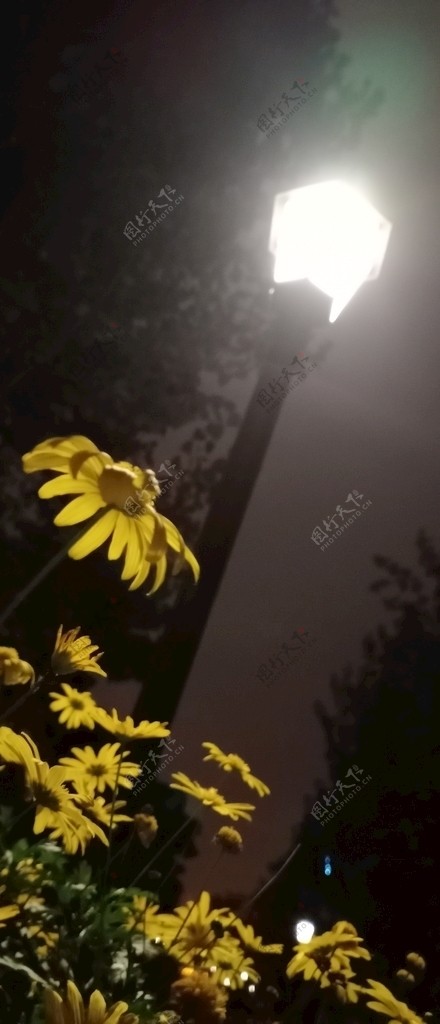 灯光下野菊图片