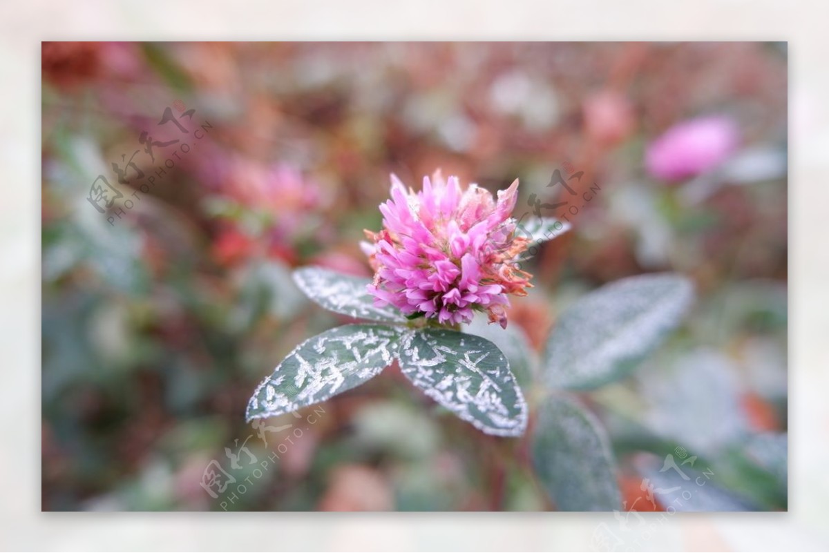 粉色花朵绿叶植物背景图片