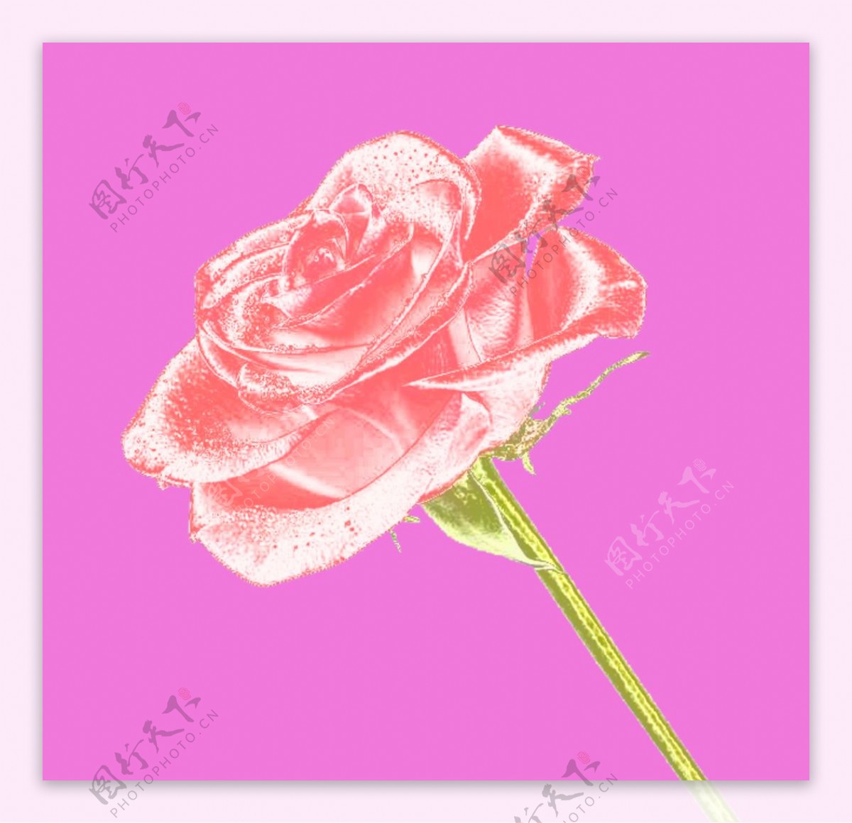 花水晶粉色玫瑰玻璃图片
