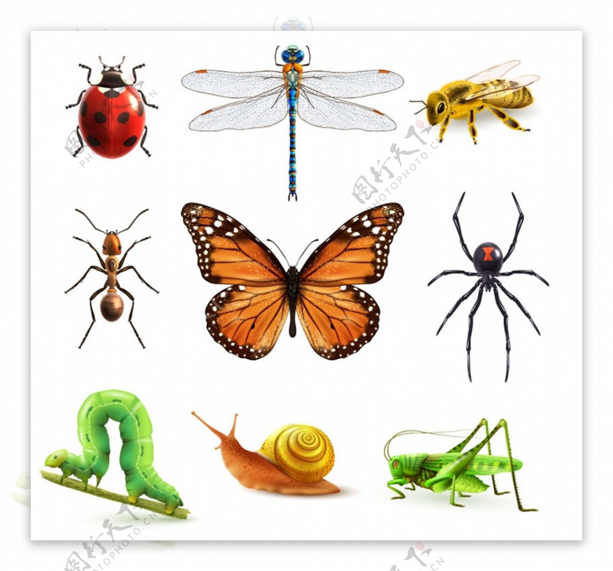 昆虫设计矢量图片