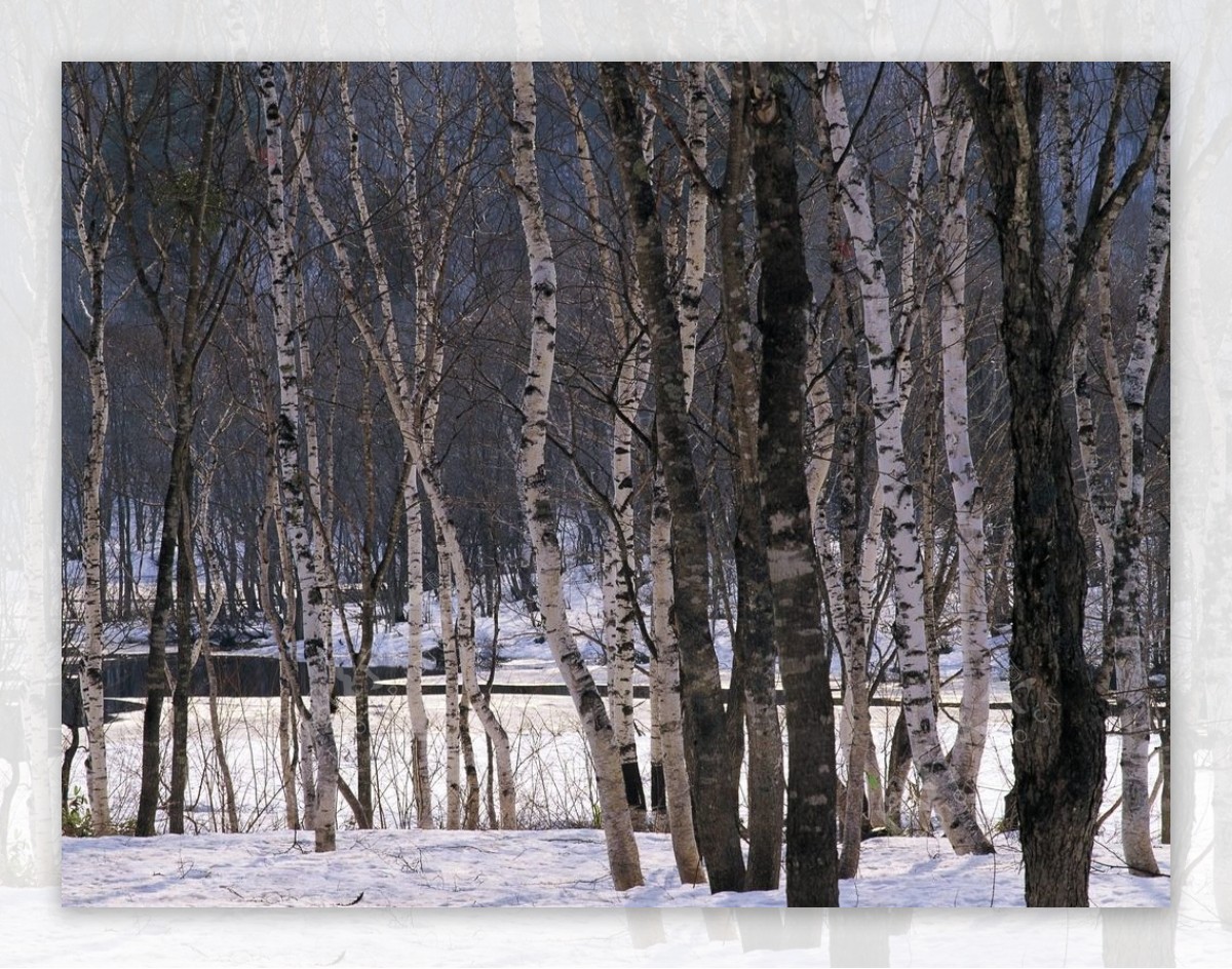 寒冬森林里面的树林图片