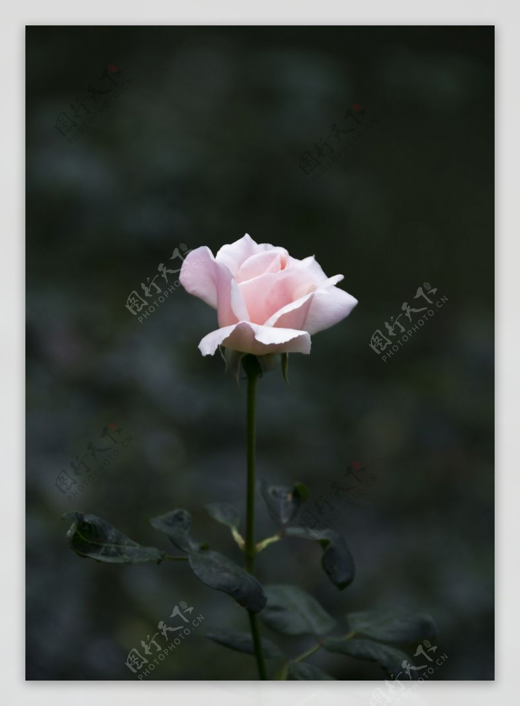 一朵玫瑰图片
