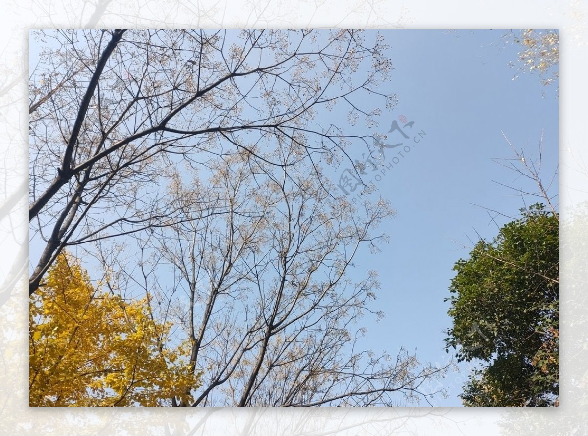 秋日树枝晴空图片
