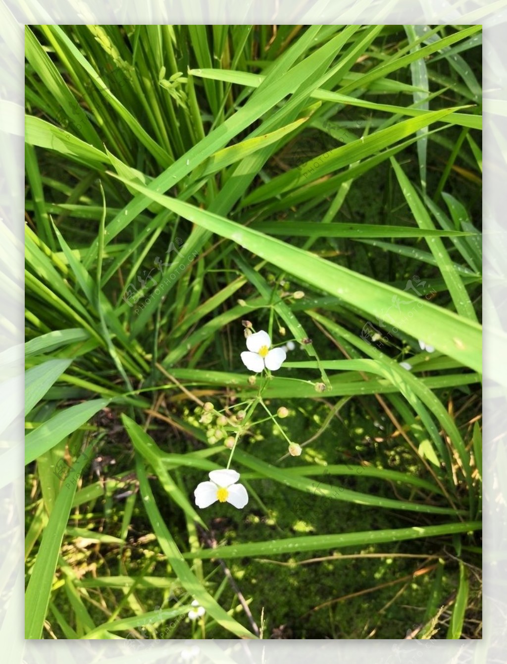 稻田里的小花图片
