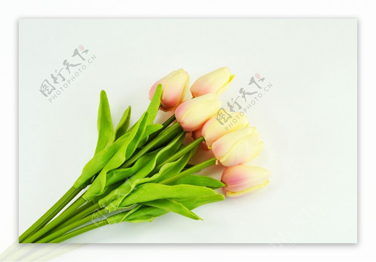 白色底板上的黄色郁金香花束图片