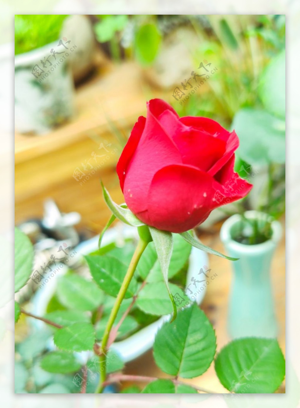 红色玫瑰花特写图片