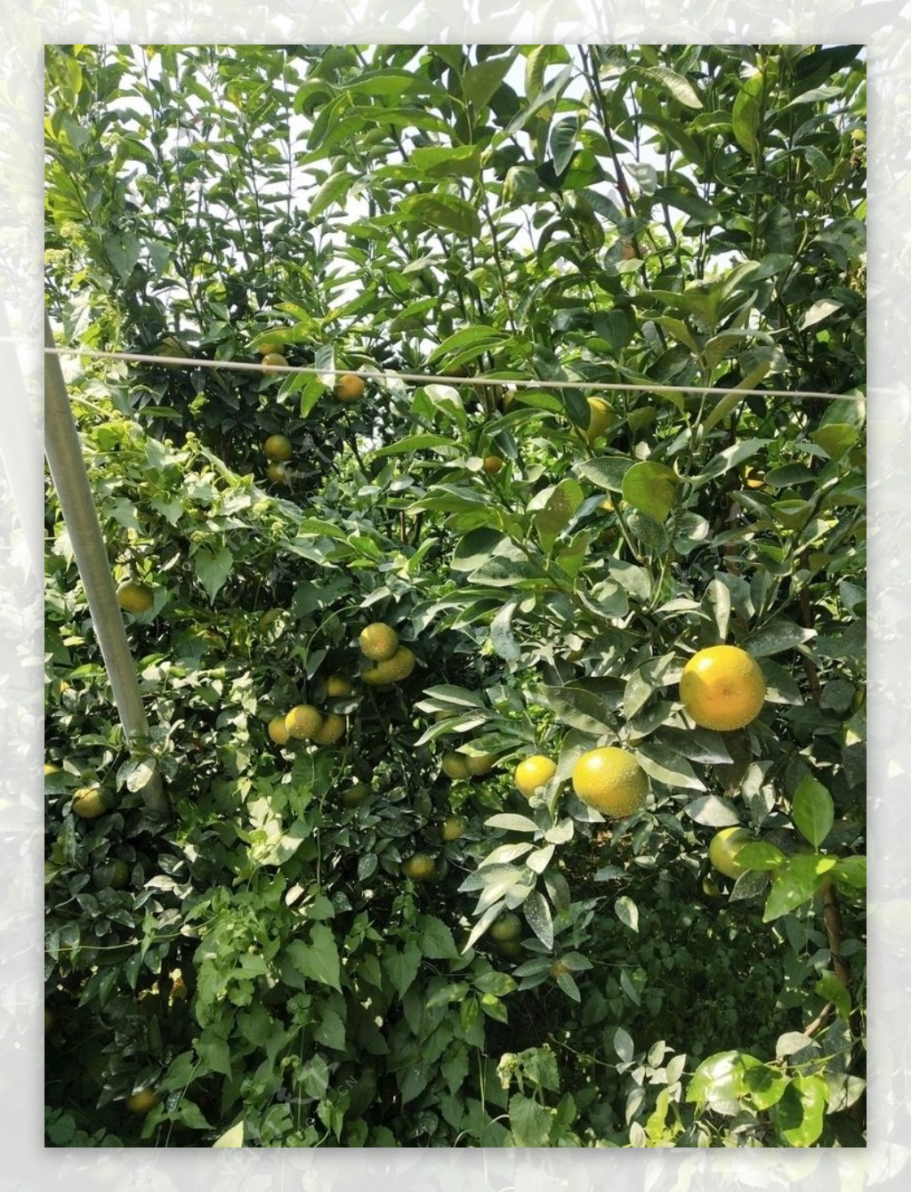 沃柑树图片