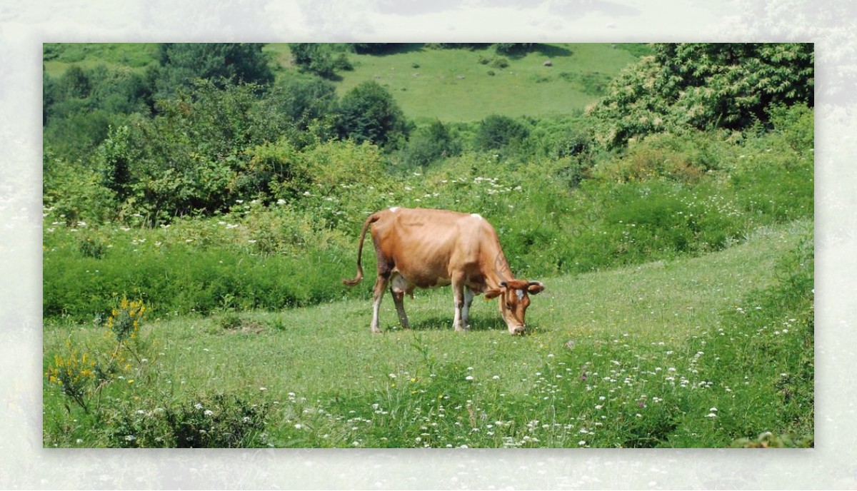 牛吃草摄影图片